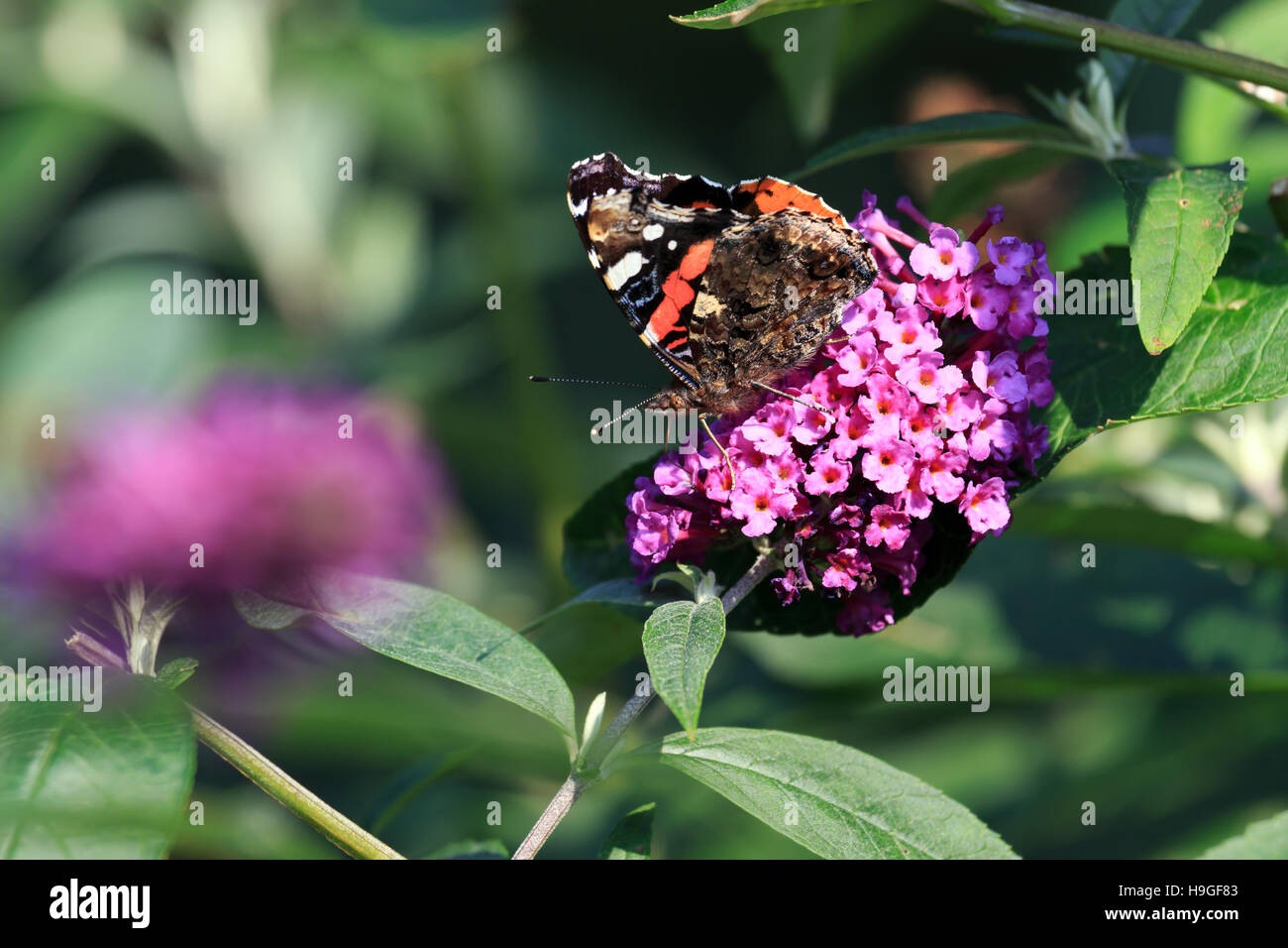 Red Admiral Schmetterling Fütterung auf Sommerflieder Blume in einem UK-Garten Stockfoto