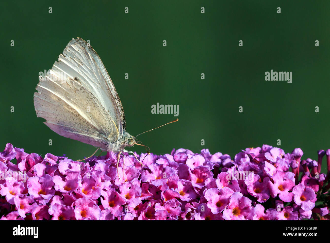 Kleiner weißer Schmetterling Fütterung auf einem violetten Sommerflieder in einem englischen Garten Stockfoto