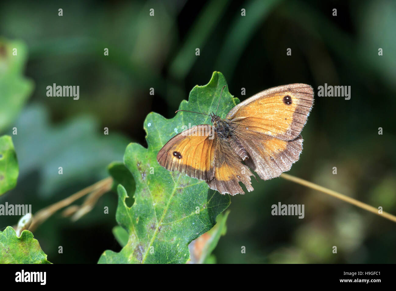 Wiese Brauner Schmetterling ruht auf Eiche-Blatt im Vereinigten Königreich Stockfoto