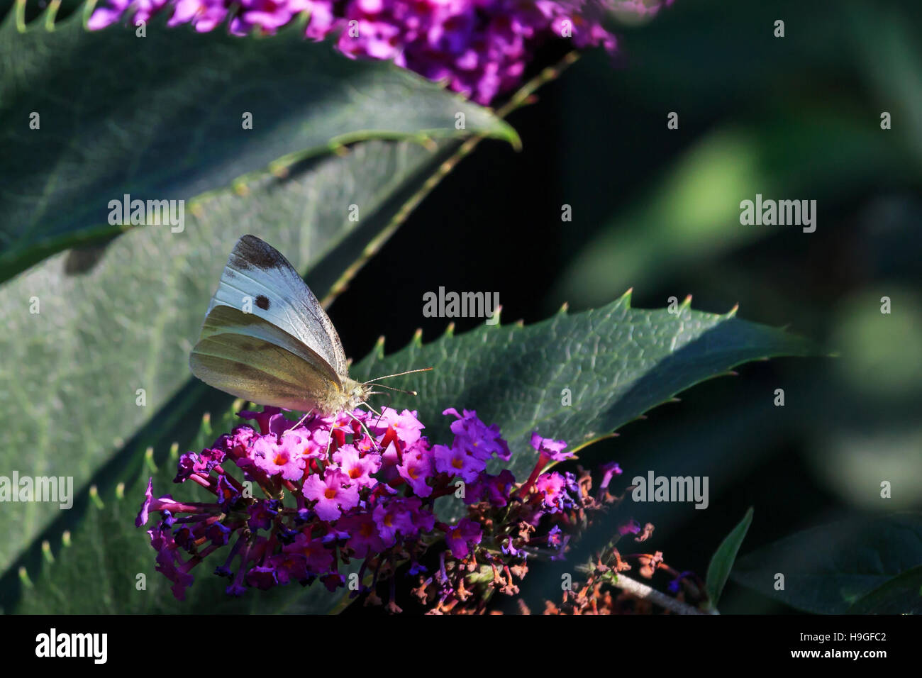 Kleiner weißer Schmetterling ruht auf einem sonnendurchfluteten lassen in einem britischen Garten Stockfoto