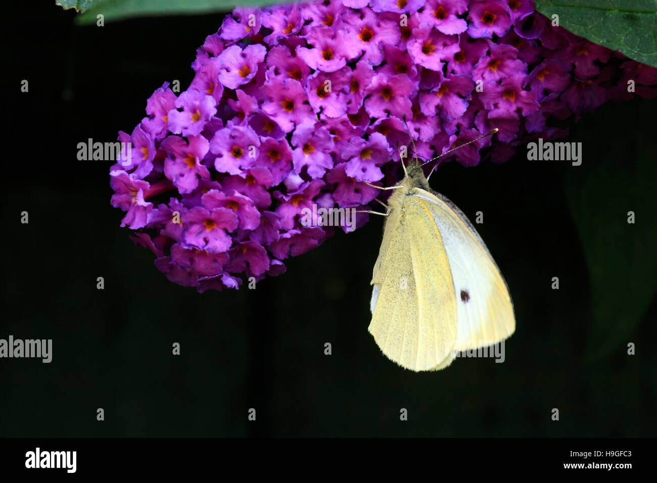 Kleiner weißer Schmetterling Fütterung auf einem violetten Sommerflieder in einem englischen Garten Stockfoto