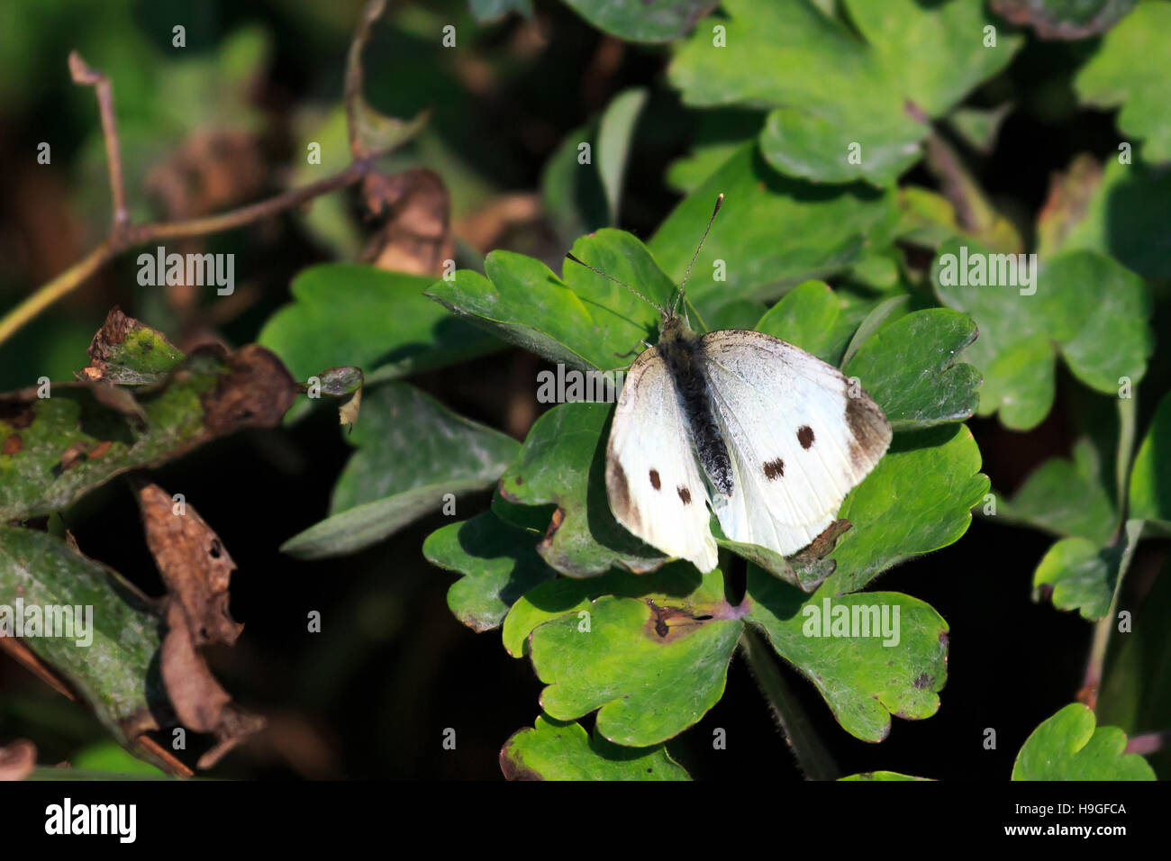Kleiner weißer Schmetterling ruht auf einem sonnendurchfluteten lassen in einem britischen Garten Stockfoto