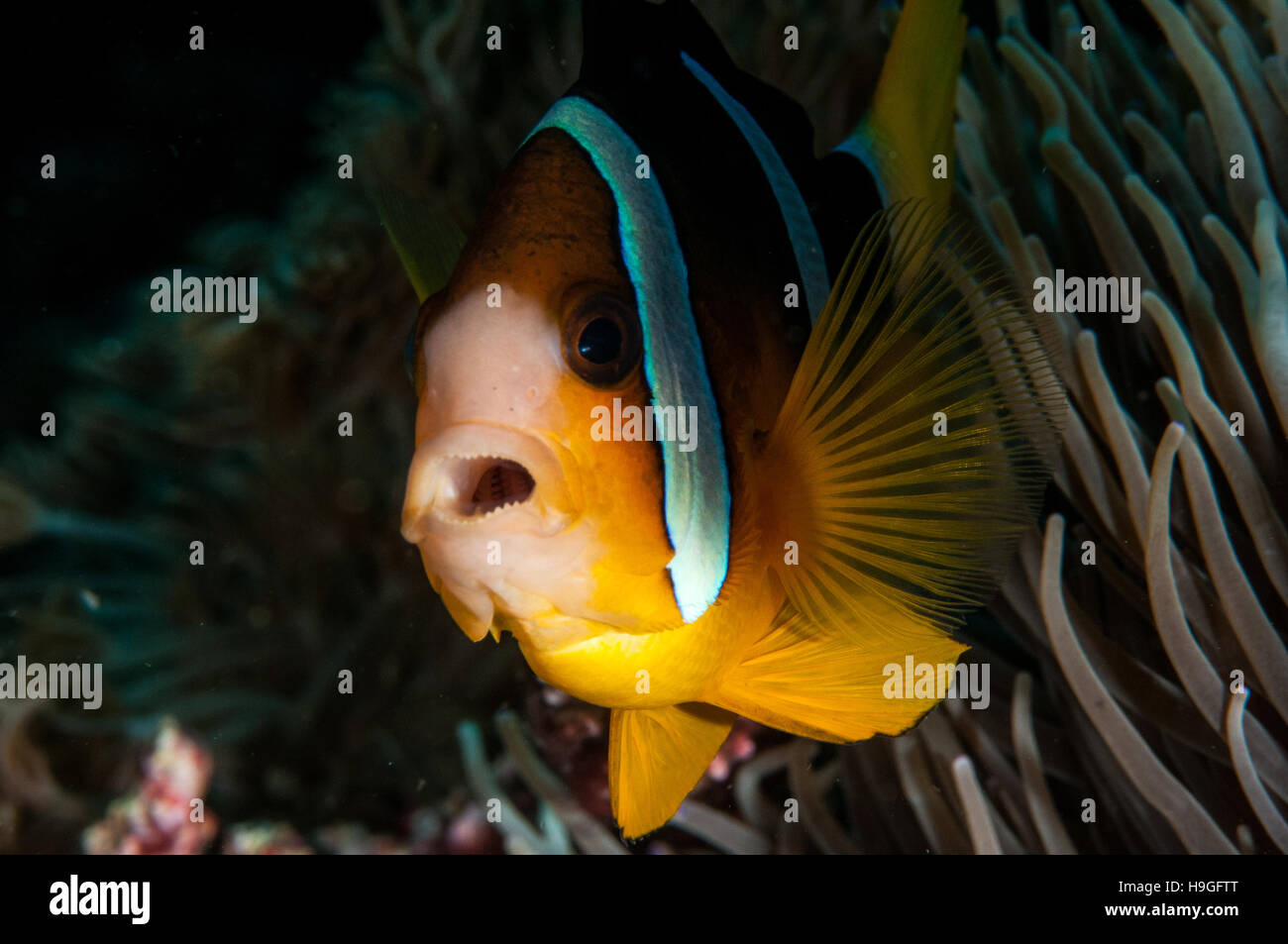 Anemonenfisch in Bali Stockfoto