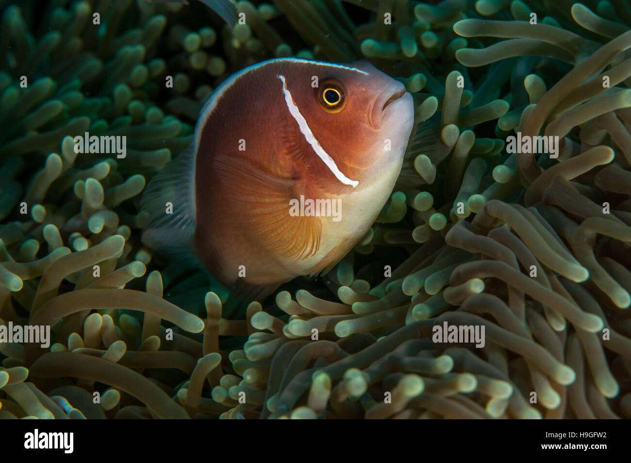 Anemonenfisch in Bali Stockfoto