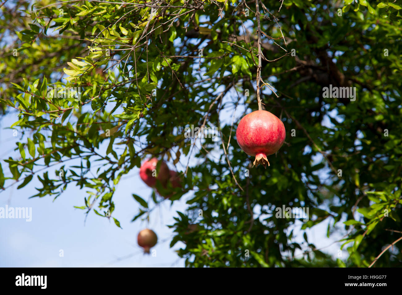 Granatapfel wächst auf einem Baum Stockfoto