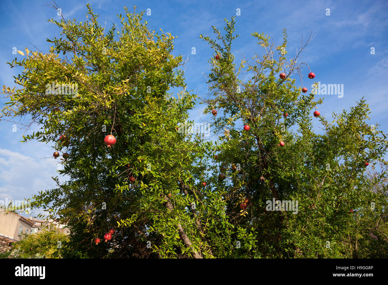 Granatäpfel wachsen auf einem Baum Stockfoto