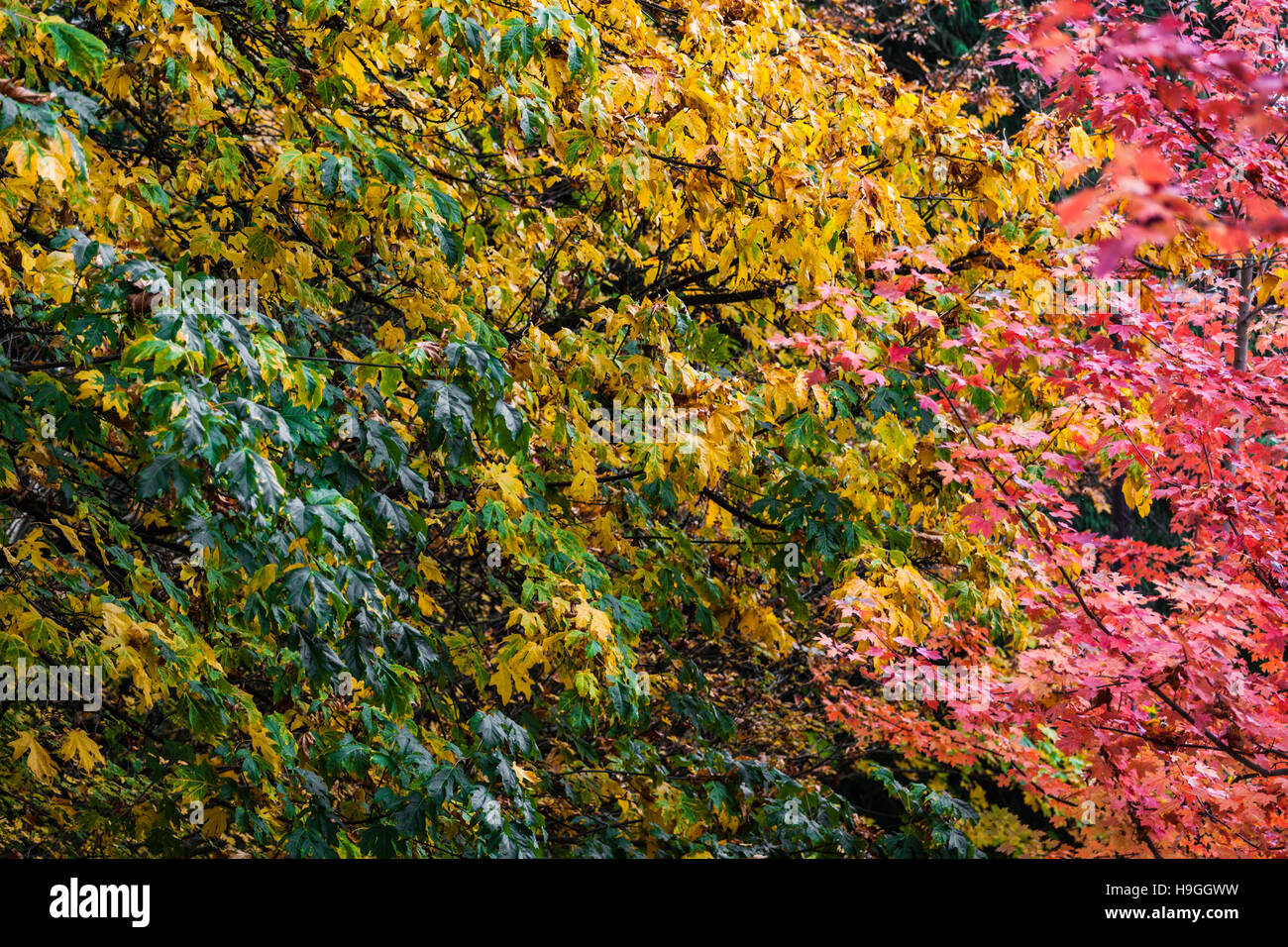 Farben der Herbstsaison in Vancouver Stockfoto