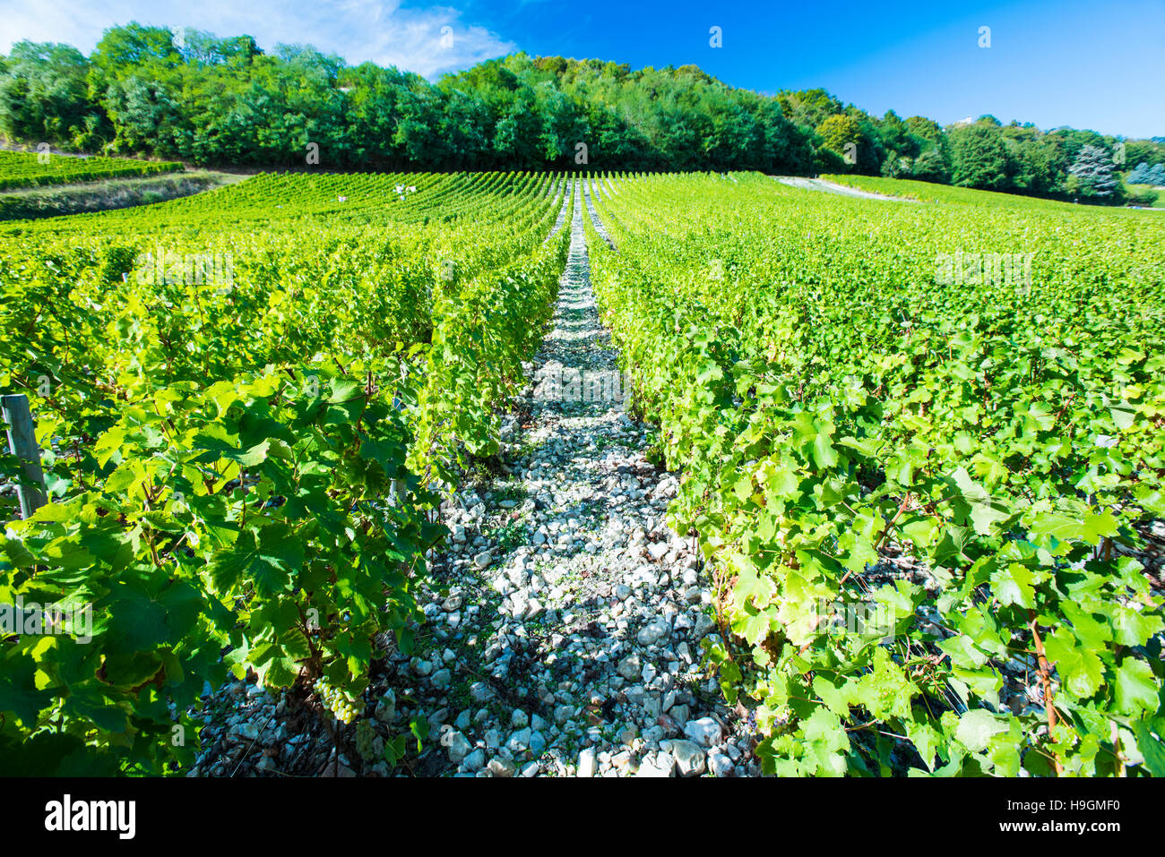 Die Weinberge rund um Sancerre im Loiretal in Zentral-Frankreich Stockfoto