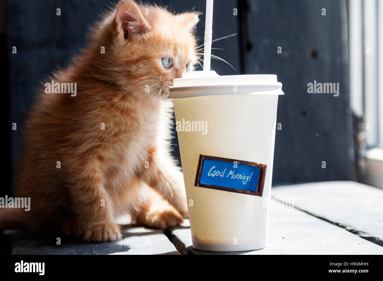 Kaffee und guten Morgen Text konzentrieren sich auf Kätzchen Stockfoto