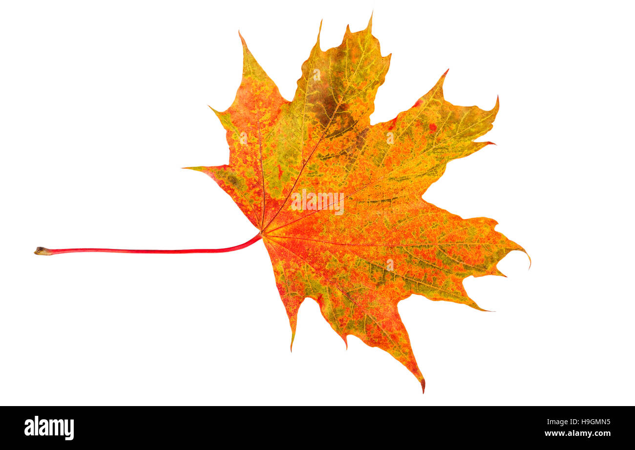 Ahornblatt Herbst. Bunter Herbst Blatt isoliert auf weiss. Stockfoto