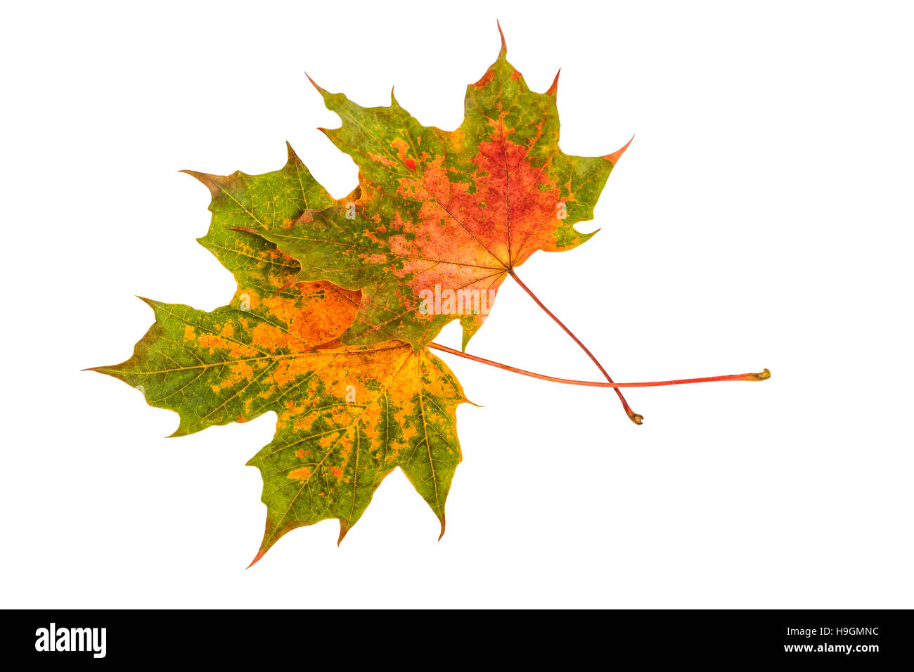 Ahornblatt Herbst. Buntes Herbstlaub, isoliert auf weiss. Stockfoto