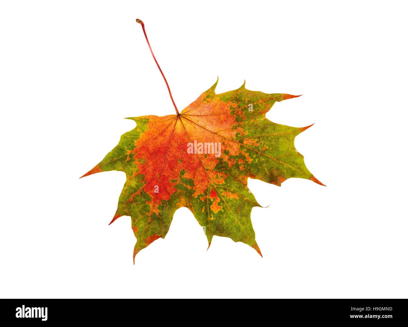 Herbst Blatt Ahorn über weiß Stockfoto