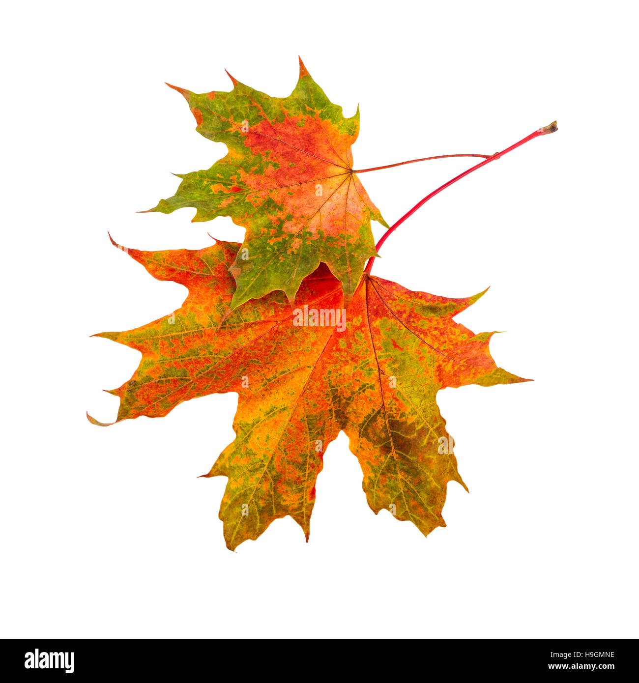 Herbst-Blatt. Zwei Ahornblätter isolierten auf weißen Hintergrund. Stockfoto