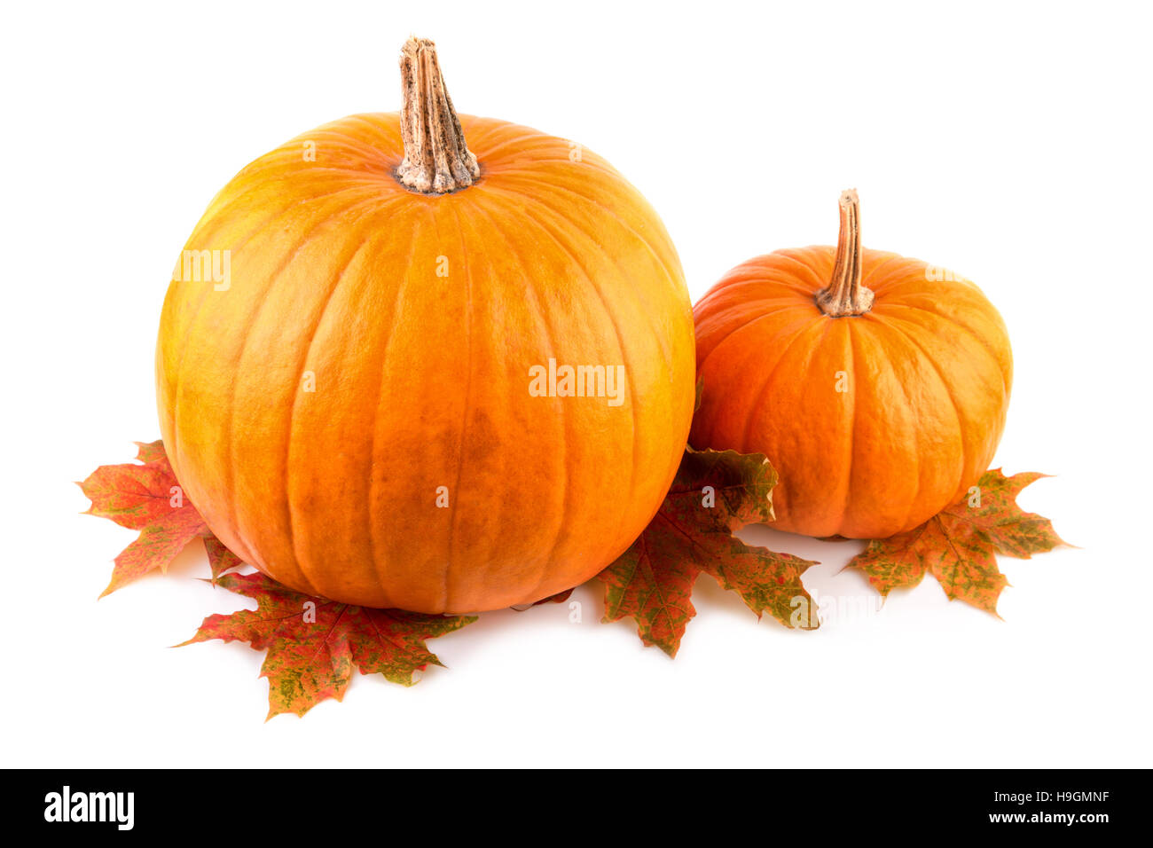 Squash mit Herbst Blätter Nahaufnahme Orange Kürbisse auf weiß Stockfoto