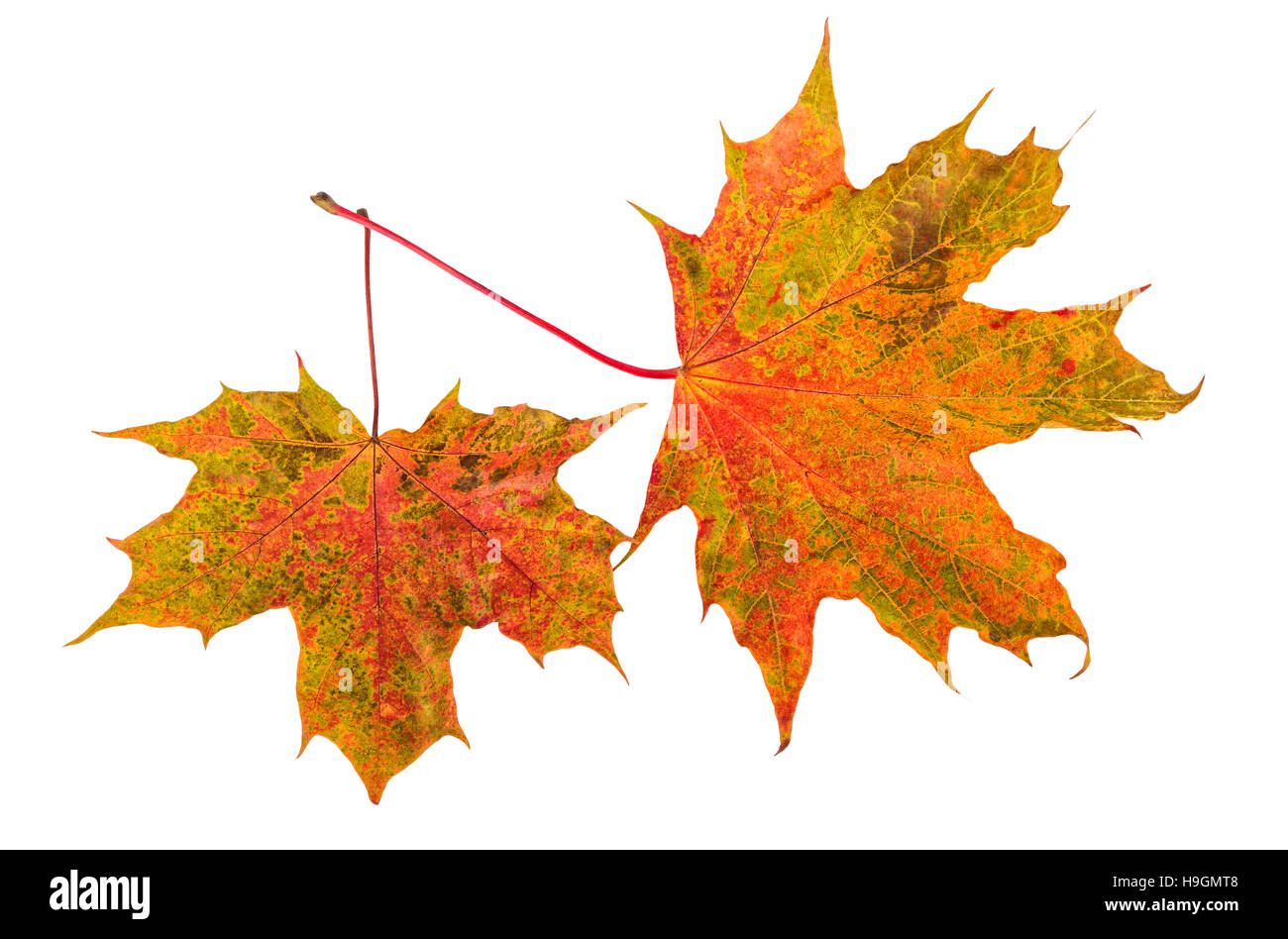 Ahorn Blatt Herbstlaub auf weiß Stockfoto