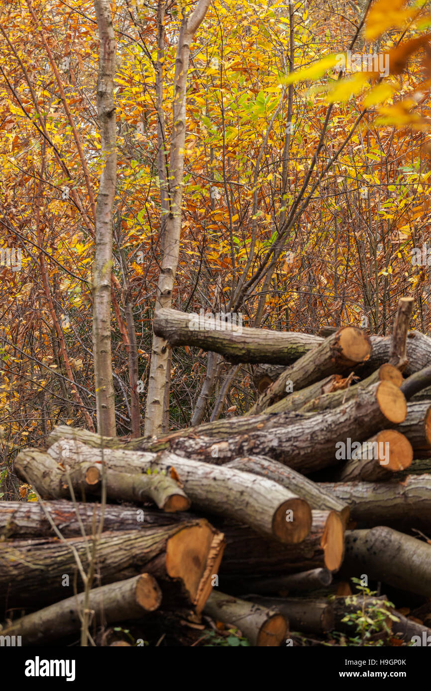 Haufen von Protokollen vor der Birke im Herbst Blatt in Blakes Holz Stockfoto
