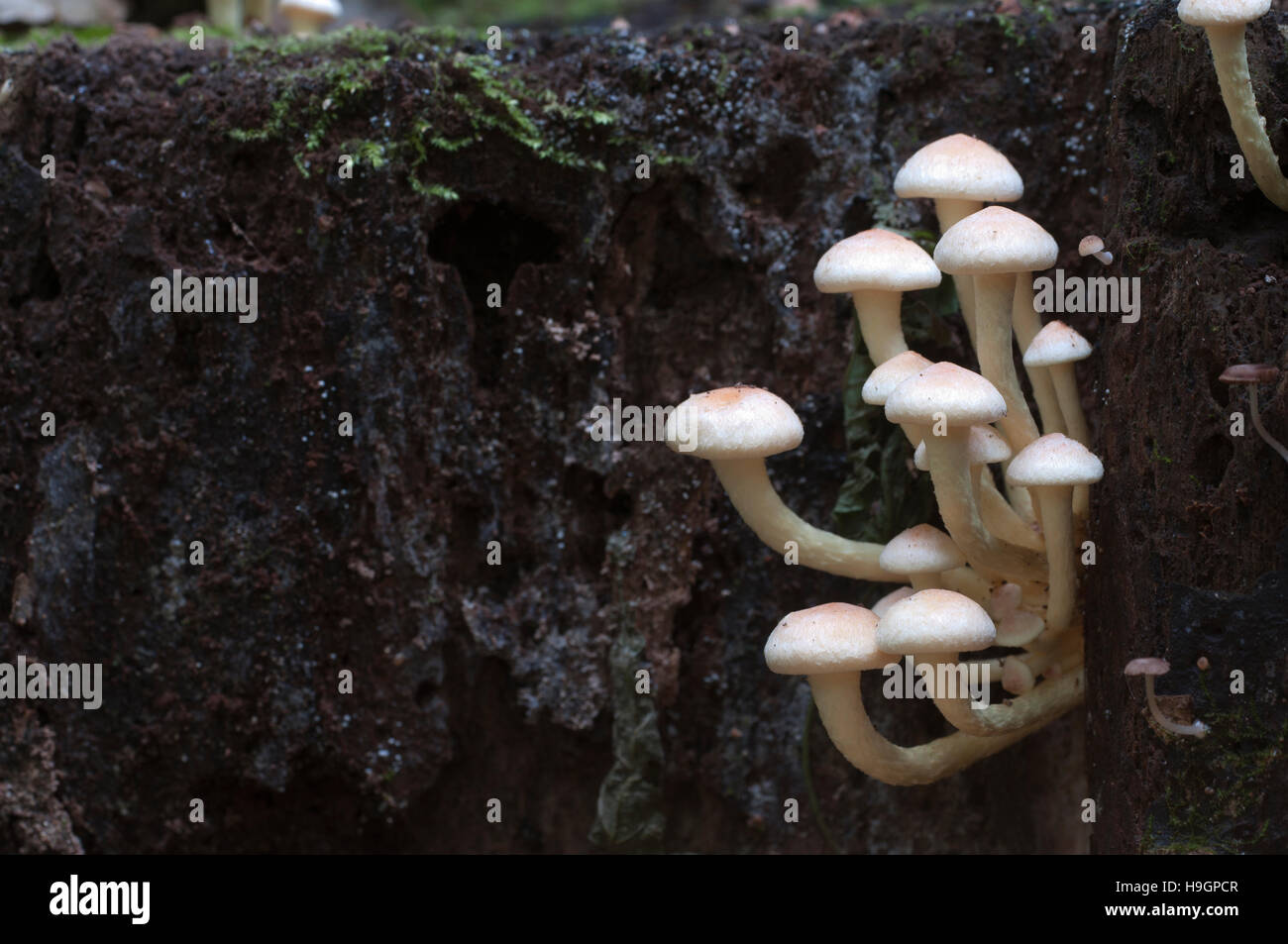 Grünblättriger Lateritium oder Backstein GAP, gilt in Europa und essbare in USA und Japan ungenießbar Stockfoto