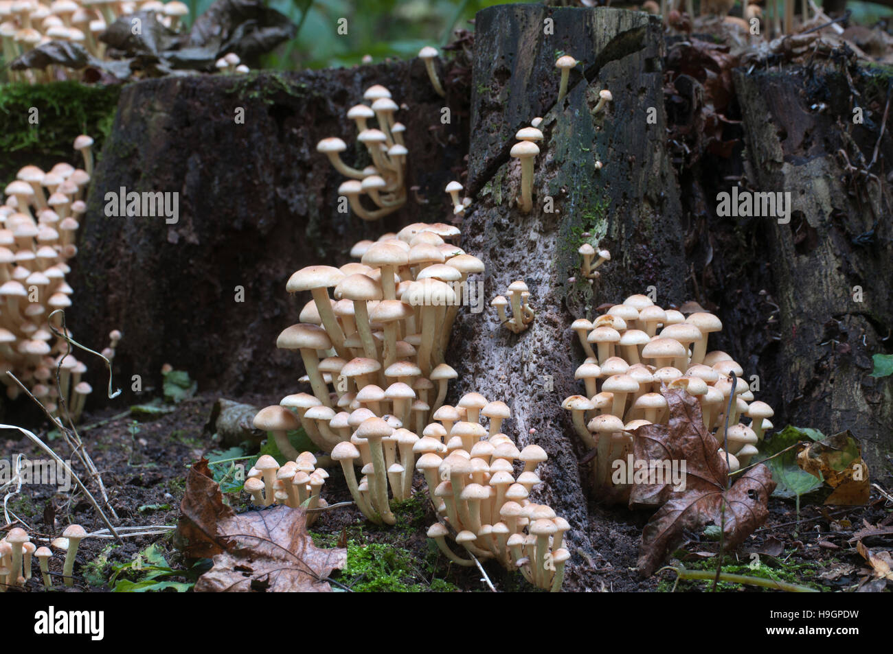 Grünblättriger Lateritium oder Backstein GAP, gilt in Europa und essbare in USA und Japan ungenießbar Stockfoto