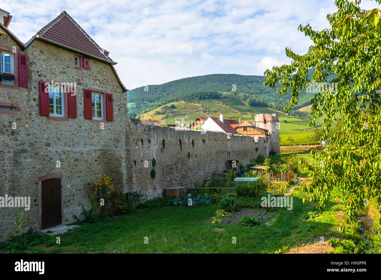 Kientzheim mit mittelalterlichen Stadtmauer neben Kaysersberg, malerisches Dorf, Route des Weinstocks Elsass, Elsass, Frankreich Stockfoto