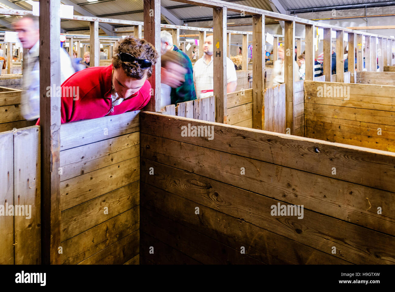 Besucher einer Landwirtschaftsausstellung in tierischen Stifte schauen. Stockfoto
