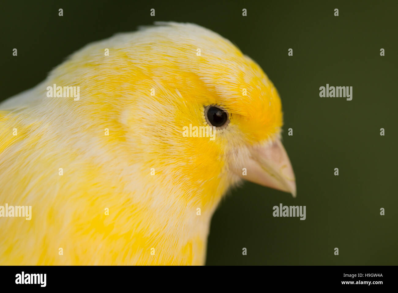 Schöne gelbe Kanarische mit ein schönes Gefieder Stockfoto