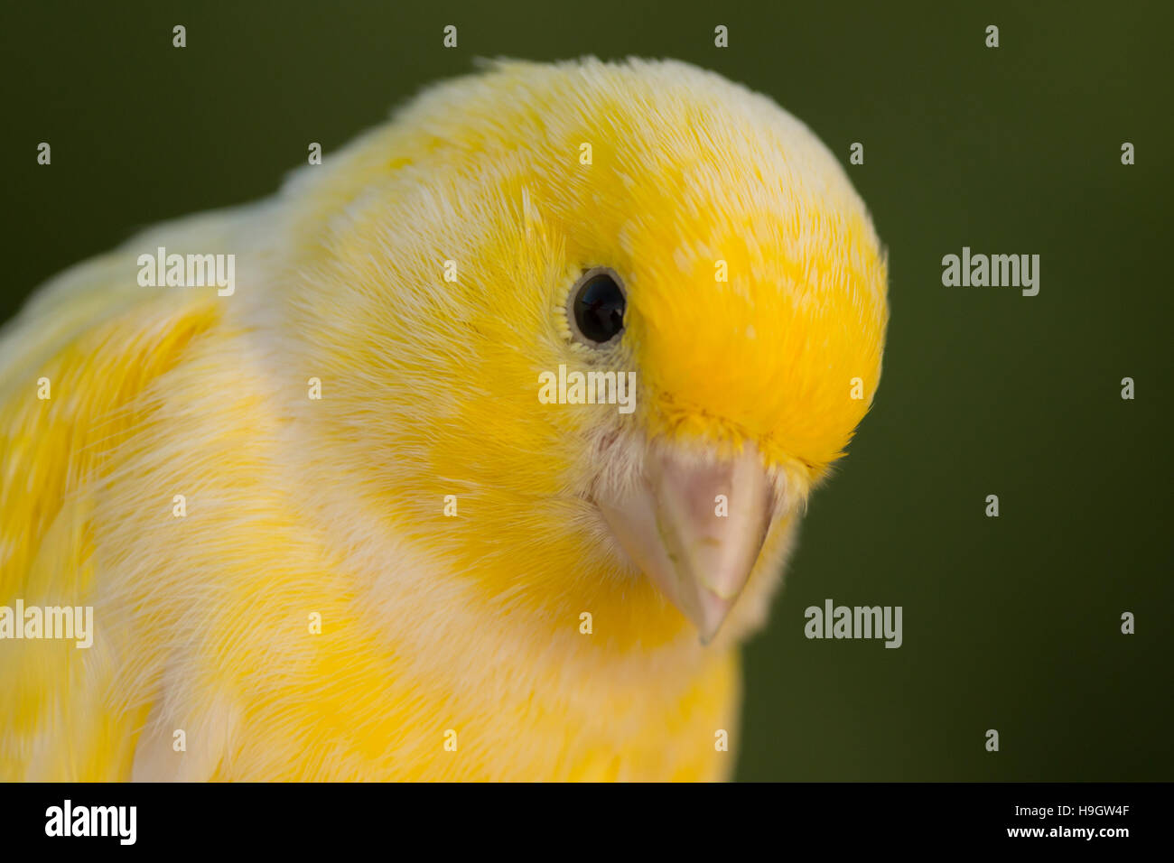 Schöne gelbe Kanarische mit ein schönes Gefieder Stockfoto