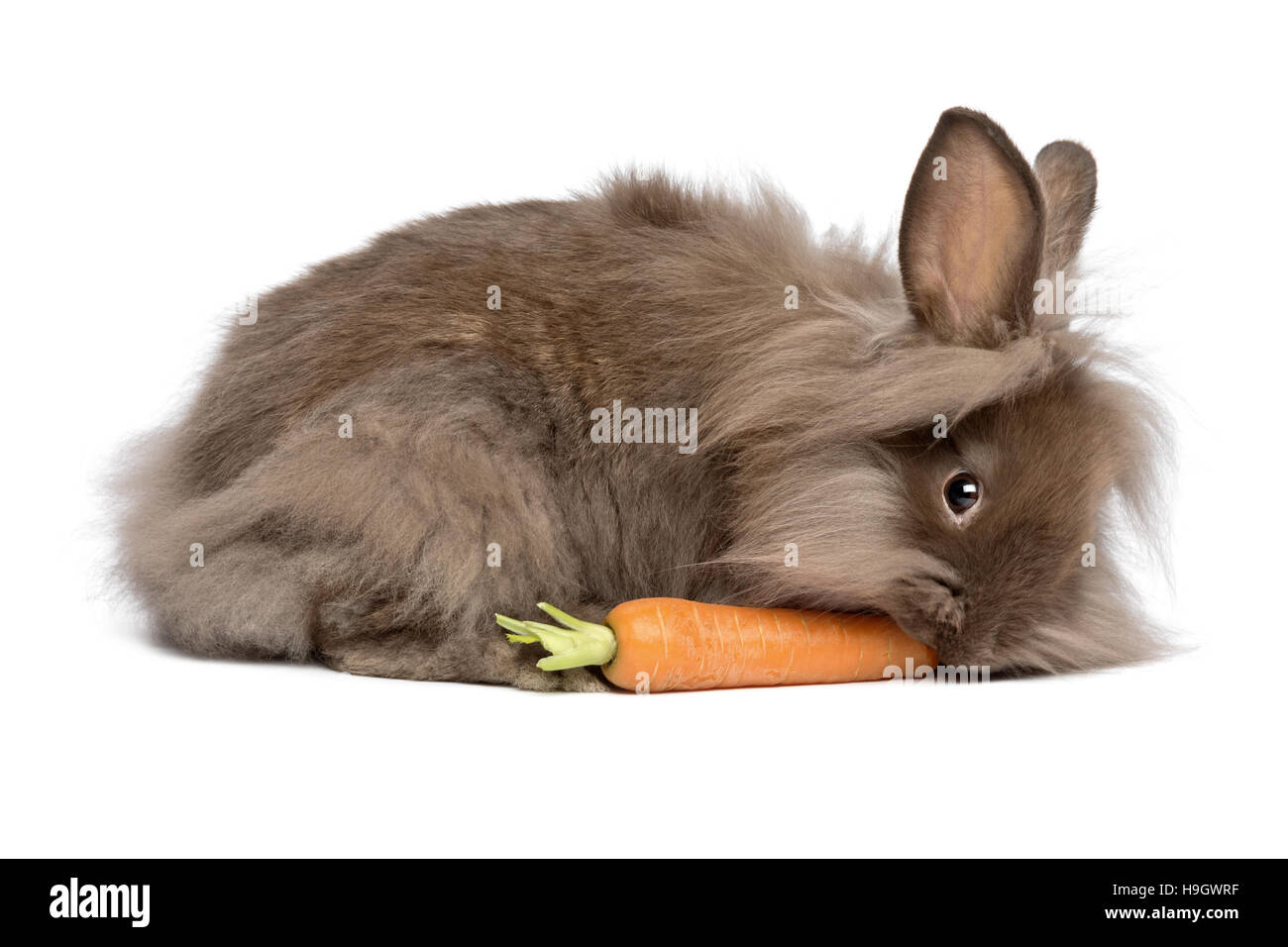 Eine süße Schokolade farbigen Mini Löwenkopf Hase frisst eine Karotte Stockfoto