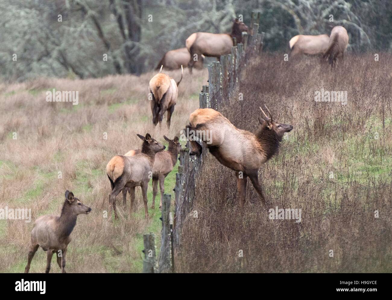 Elkton, Oregon, USA. 22. November 2016. Eine Herde von wilden Roosevelt Elk einen Zaun springen auf einem Hügel mit Blick auf den Umpqua River im ländlichen Südwesten Oregon in der Nähe von Elkton. Bildnachweis: Robin Loznak/ZUMA Draht/Alamy Live-Nachrichten Stockfoto