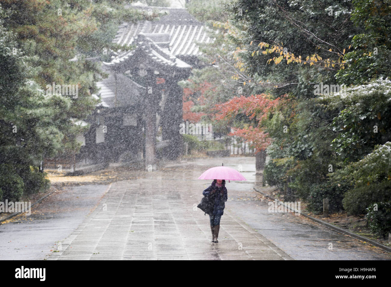 Tokyo, Tokyo, Japan. 24. November 2016. Schnee und Graupel in Tokio und anderen Teilen des östlichen Japan, der erste Schnee im November in der Hauptstadt in den 54 Jahren fiel, sagte der Japan Meteorological Agency. © Alessandro Di Ciommo/ZUMA Draht/Alamy Live-Nachrichten Stockfoto