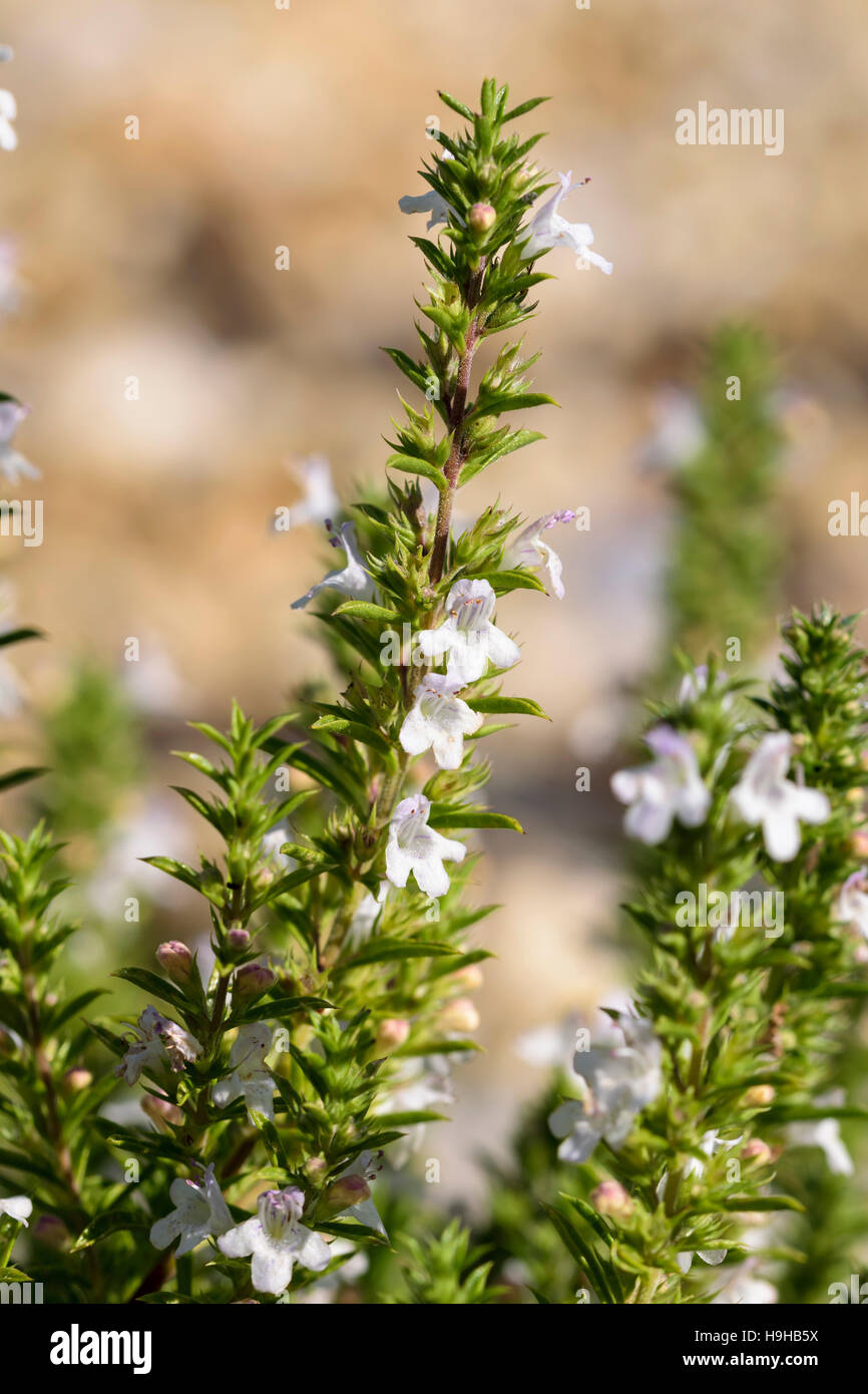 Winterbohnenkraut Satureia Montana eine mehrjährige Pflanze Stockfoto