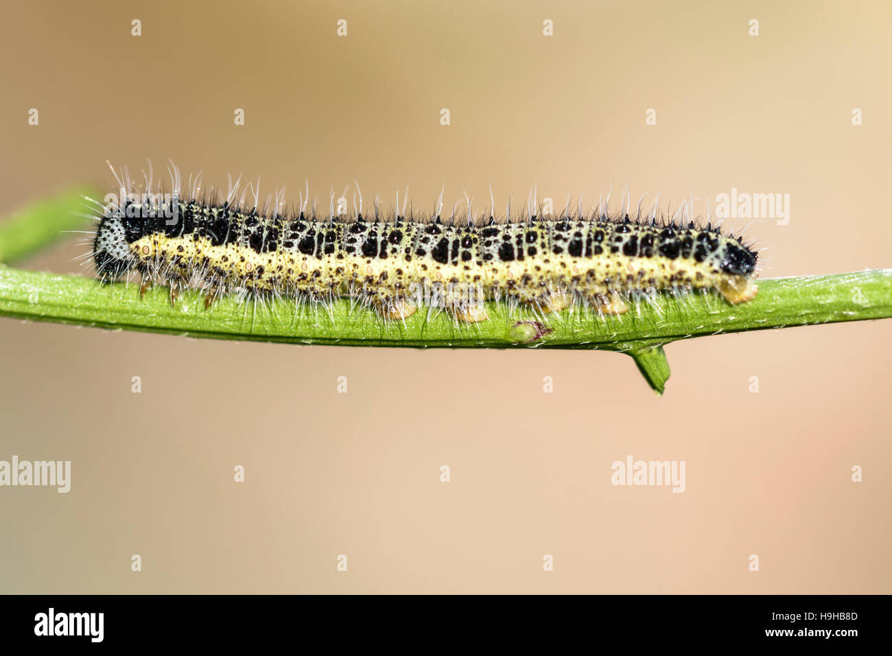 Großer weißer Schmetterling Raupe Pieris Brassicae Fütterung auf Ackersenf Sinapis Arvensis wild Kohl Stockfoto