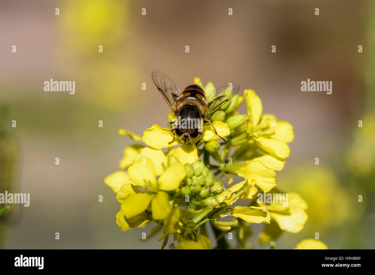 Schweben Sie fliegen Drohne fliegen Eristalis Tenax Fütterung auf wilde Kohl Ackersenf Sinapis arvensis Stockfoto