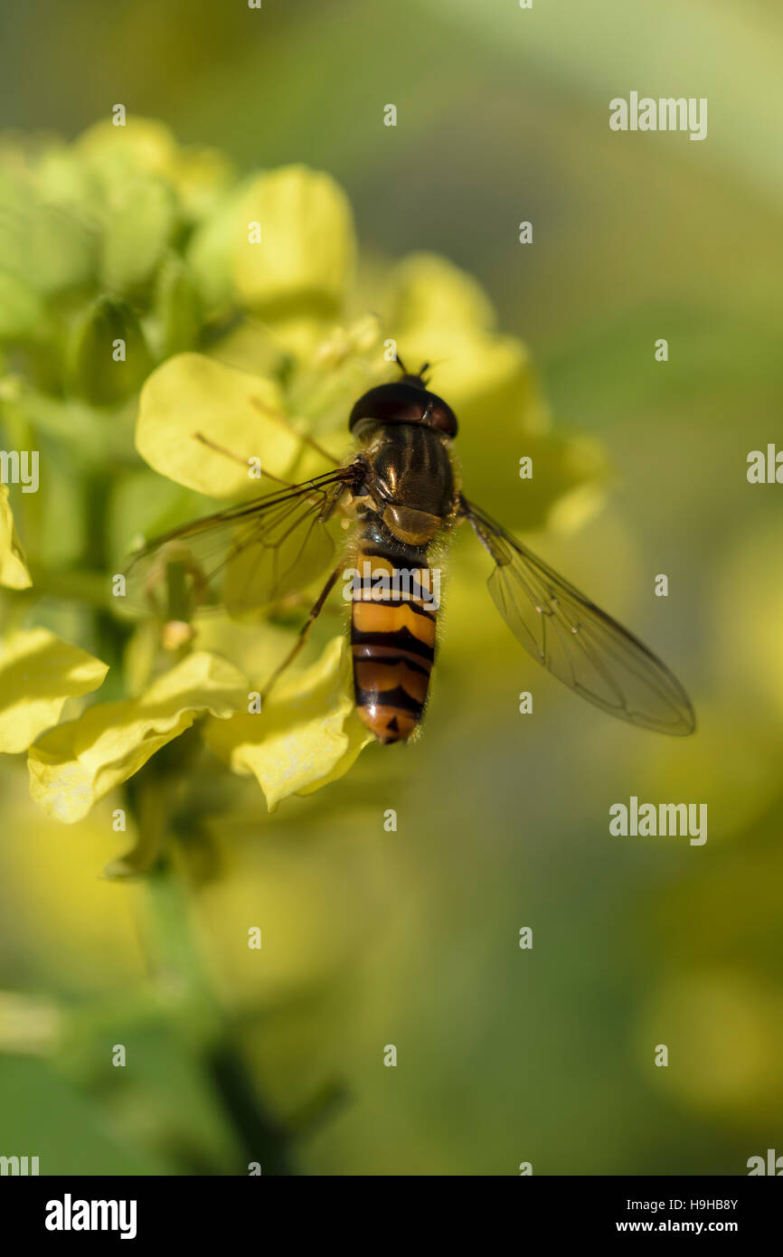 Marmelade zu schweben fliegen Episyrphus Balteatus Fütterung auf wilde Kohl Ackersenf Sinapis arvensis Stockfoto