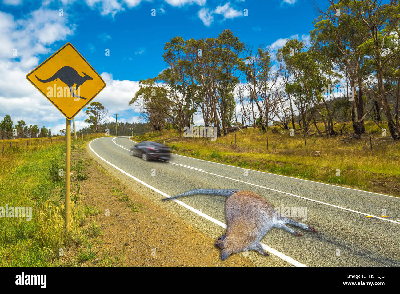 Australian Kangaroo Crossing Stockfoto