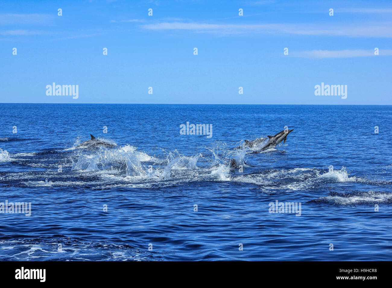Gruppe der Delphine springen Stockfoto