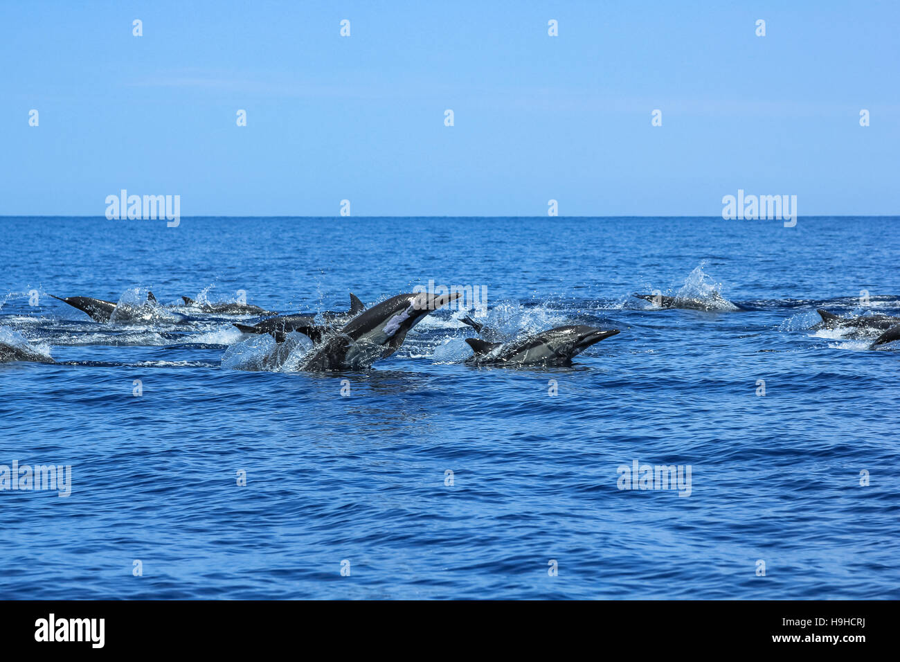 Gruppe der Delphine springen Stockfoto