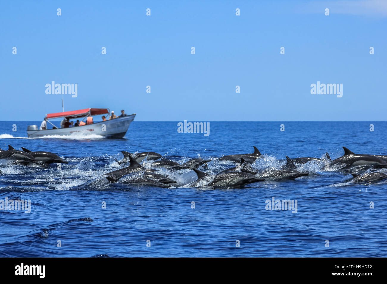 Delphine springen in Baja California Stockfoto