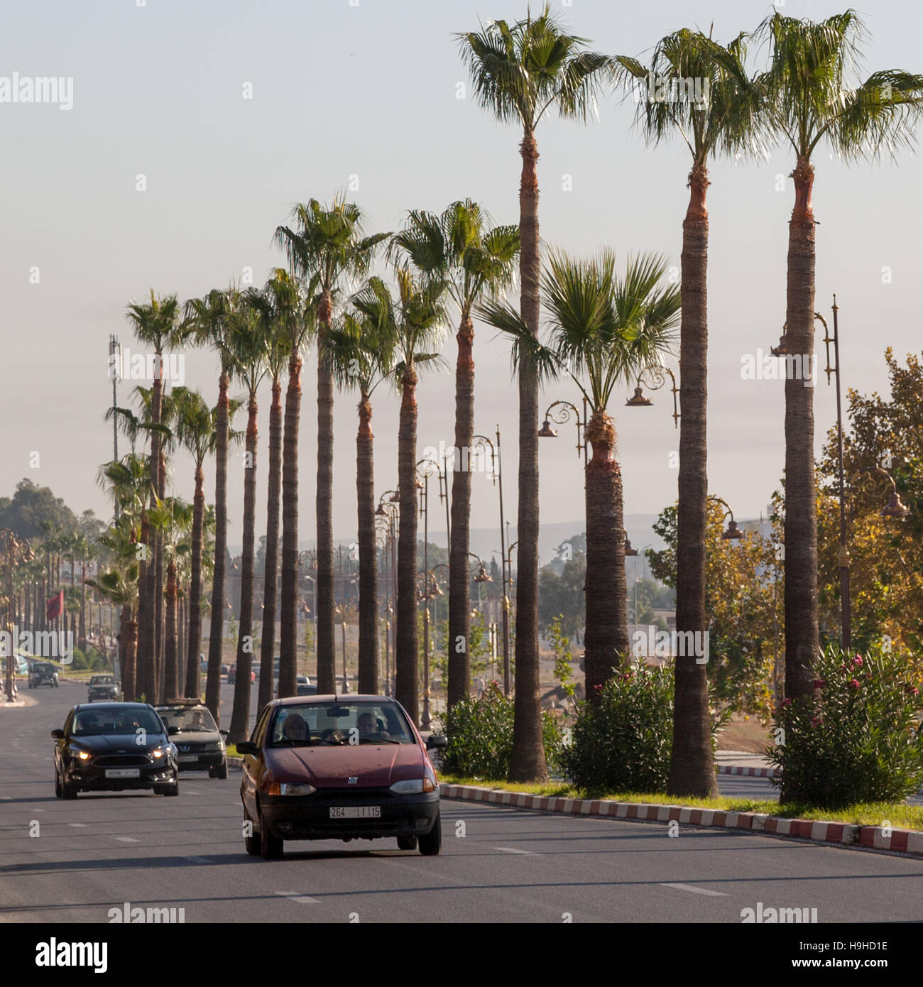 Avenue mit Palmenreihe in Fès. Am Ende befindet sich ein Mobilfunkmast. In Marokko verkleiden sich die zahlreichen Handy-Masten manchmal als Palmen Stockfoto