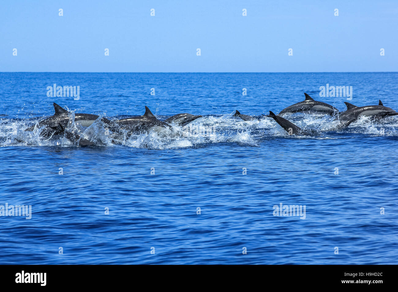 Delphine springen Mexiko Stockfoto