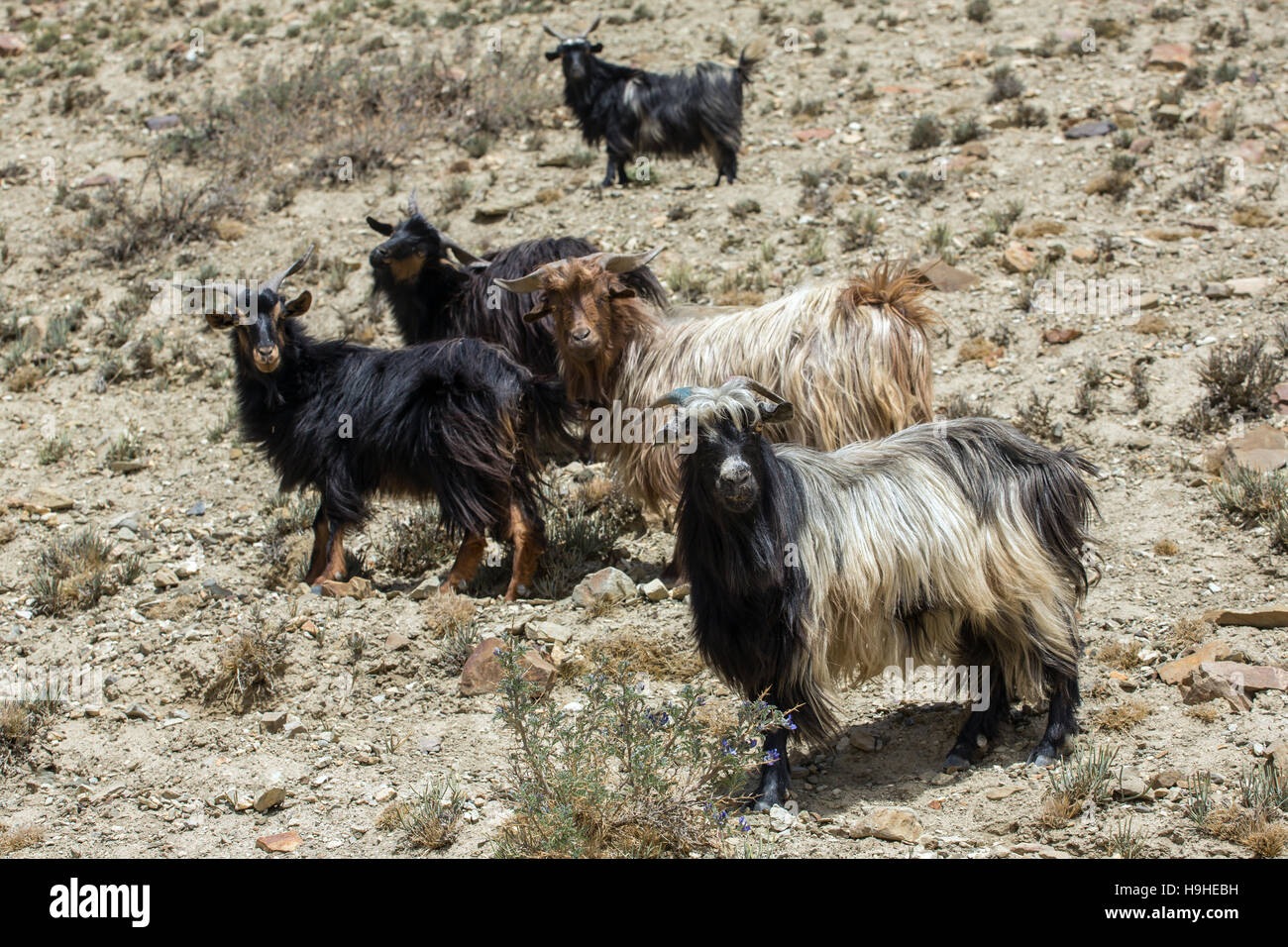 Herde von Ziegen Weiden in Nepal. Stockfoto