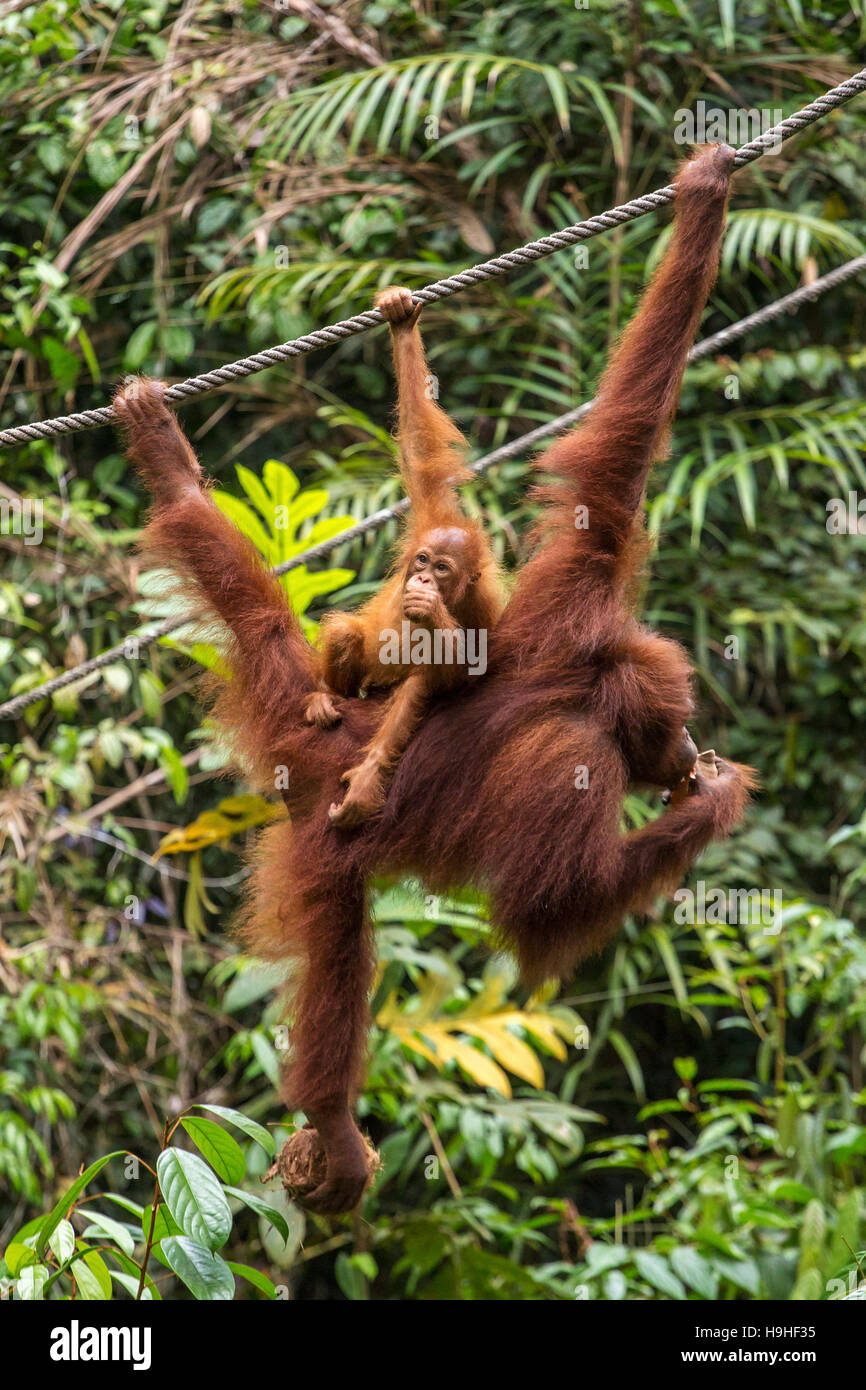 Weiblicher Orang-Utan hängen mit einem Baby auf dem Seil im Semenggoh Nature Reserve, Sarawak, Borneo, Malaysia Stockfoto