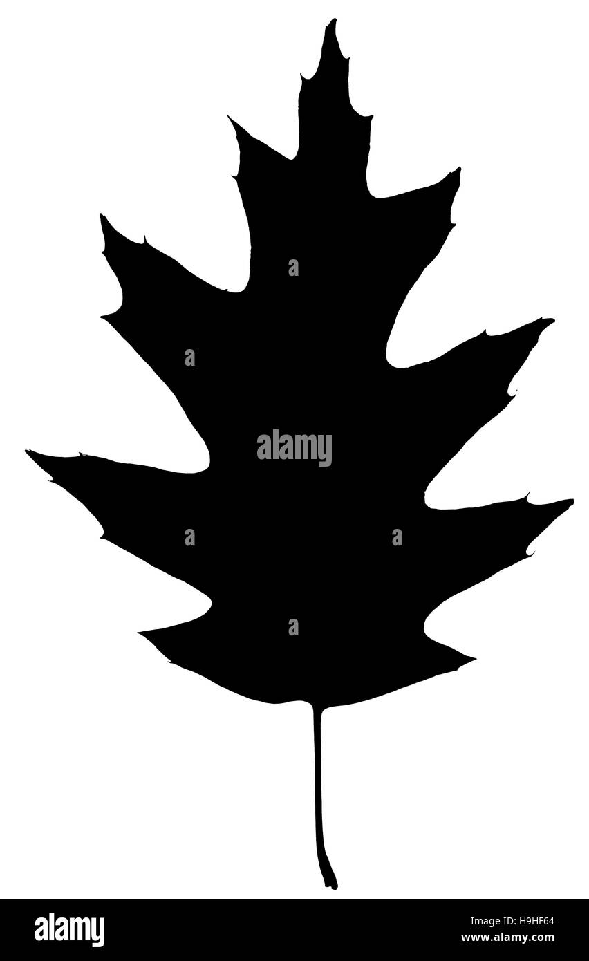 Silhouette-Blatt der Eiche, isoliert auf weißem Hintergrund Stockfoto