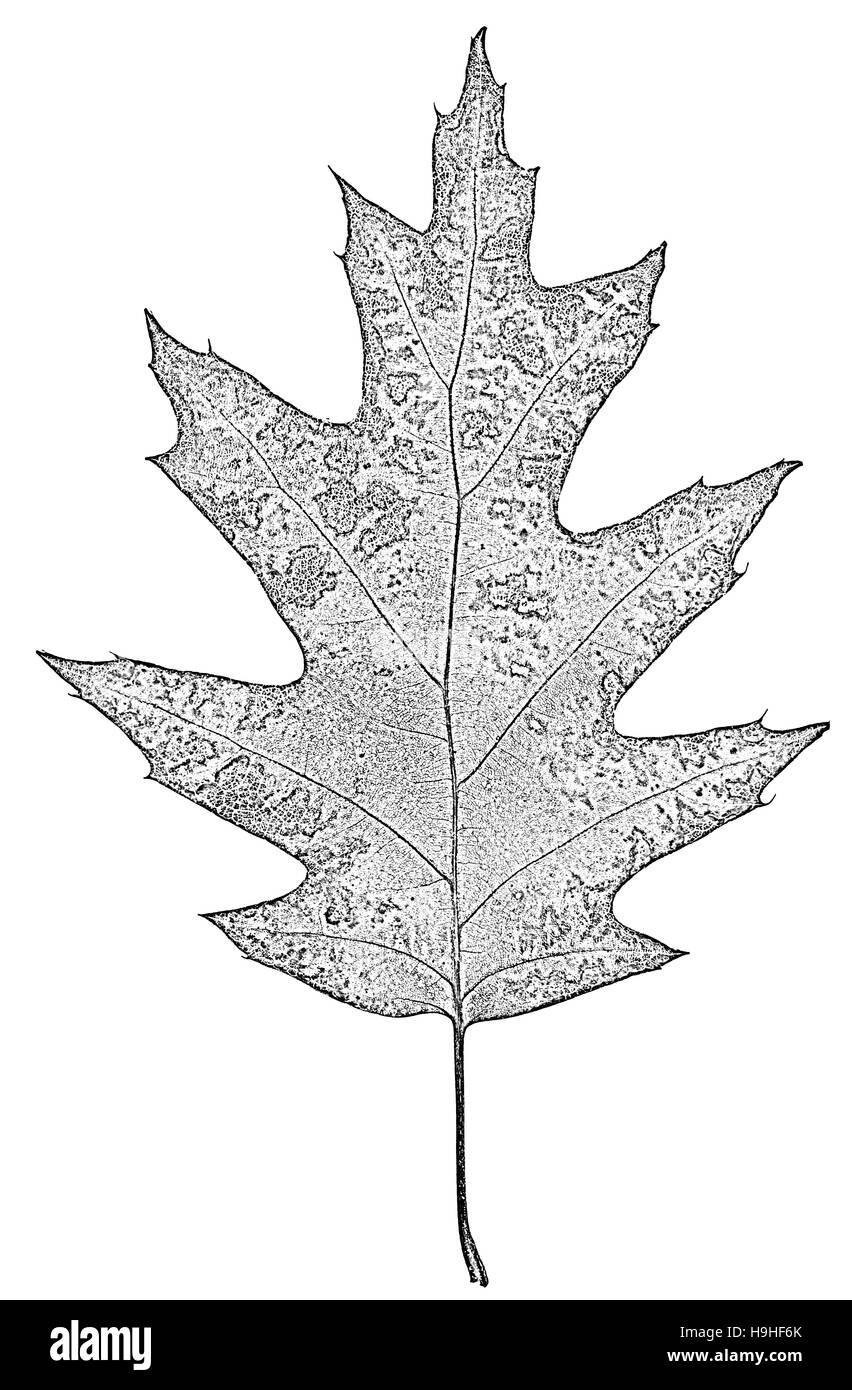 Blatt der Eiche schwarz-weiß, isoliert auf weißem Hintergrund Stockfoto