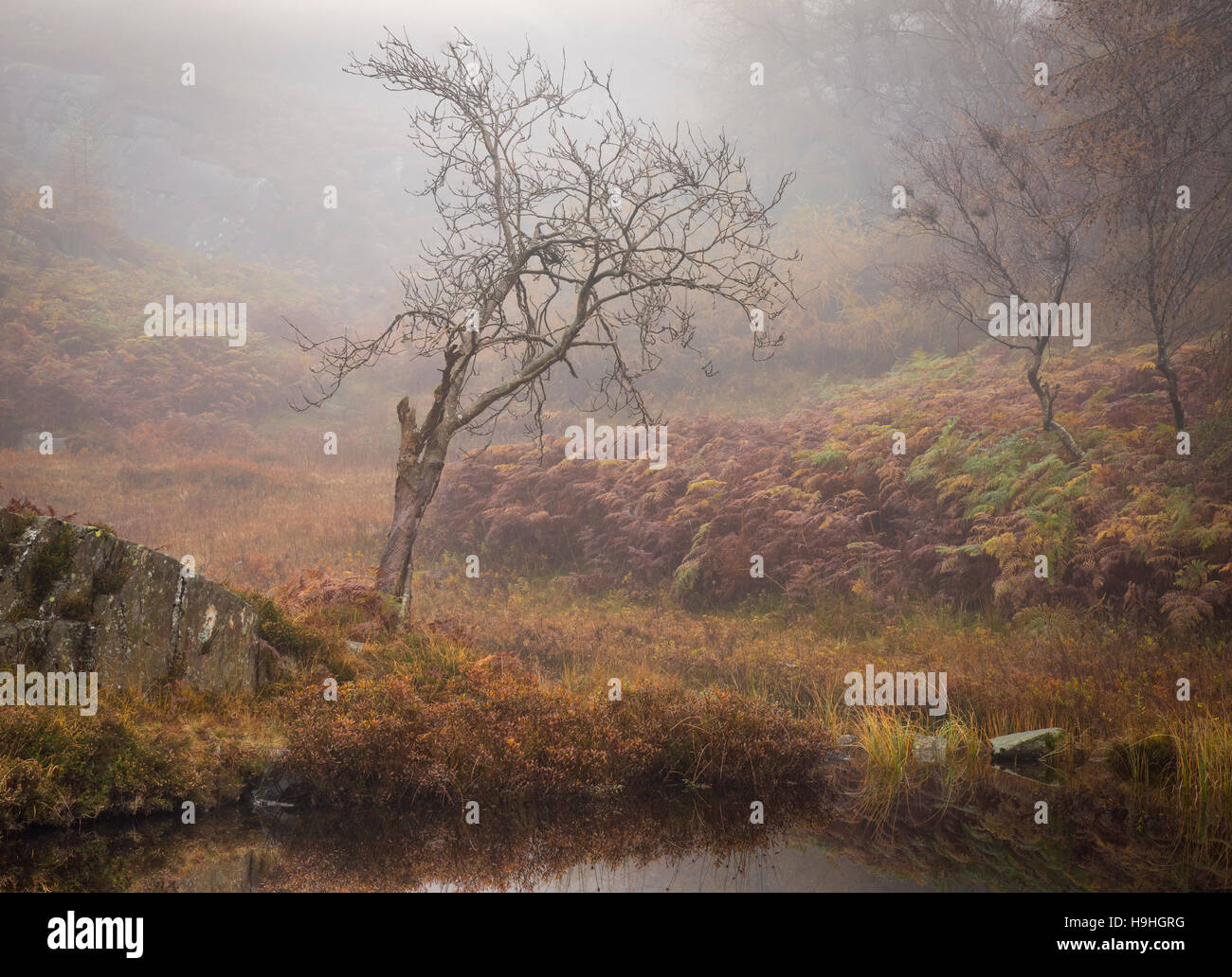 Misty Autumn landscape Stockfoto
