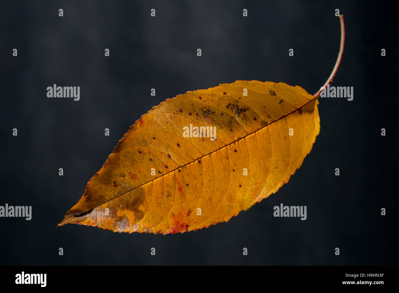 Eine Nahaufnahme von einem Herbst-Blatt aus den Wäldern von Minnesota. Stockfoto