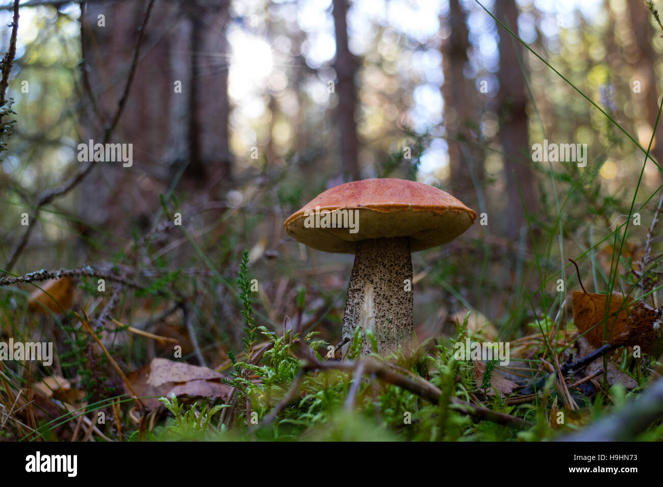 Steinpilze Pilze im Wald Stockfoto