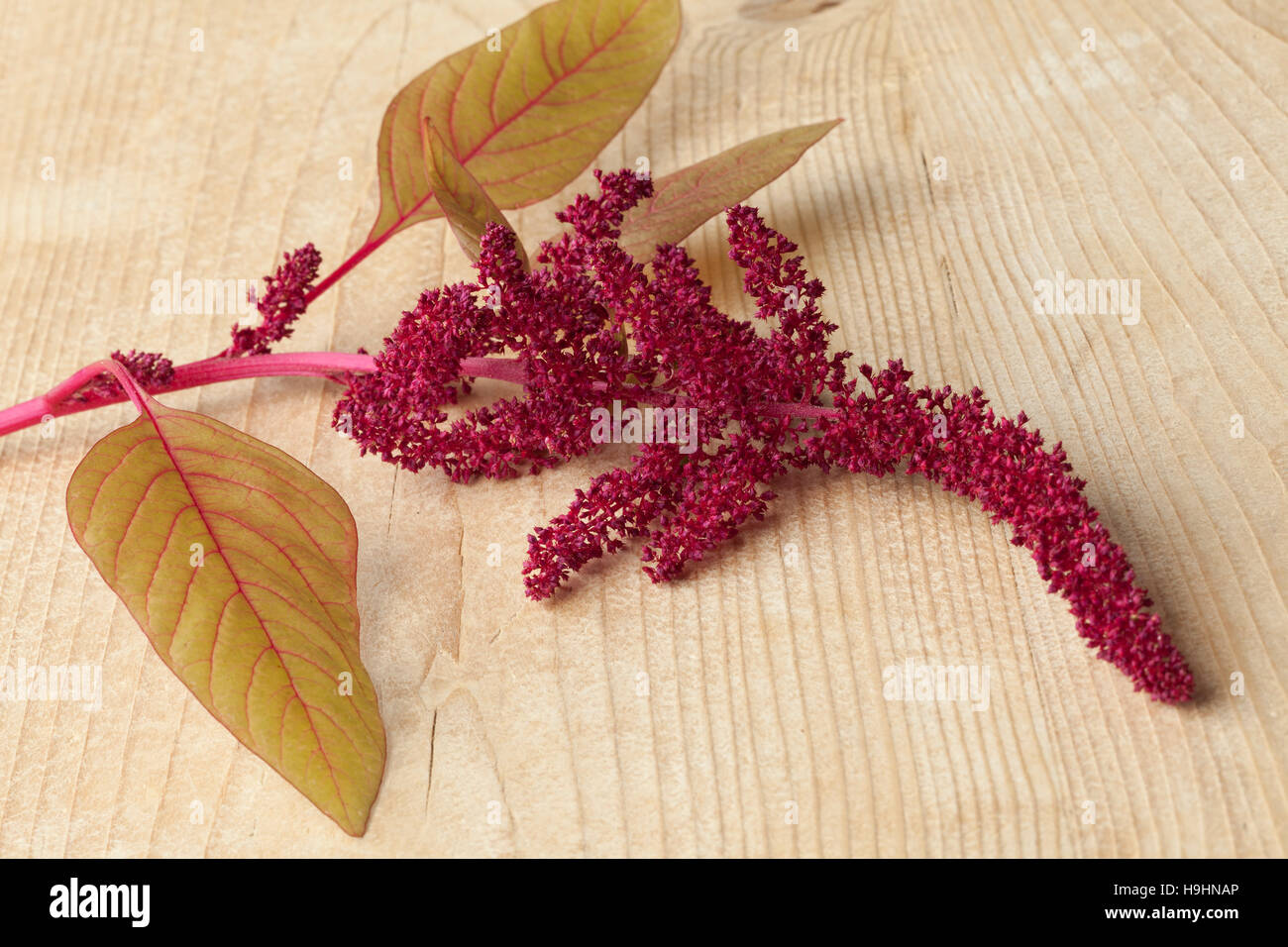 Zweig mit Amaranth Blumen hautnah Stockfoto