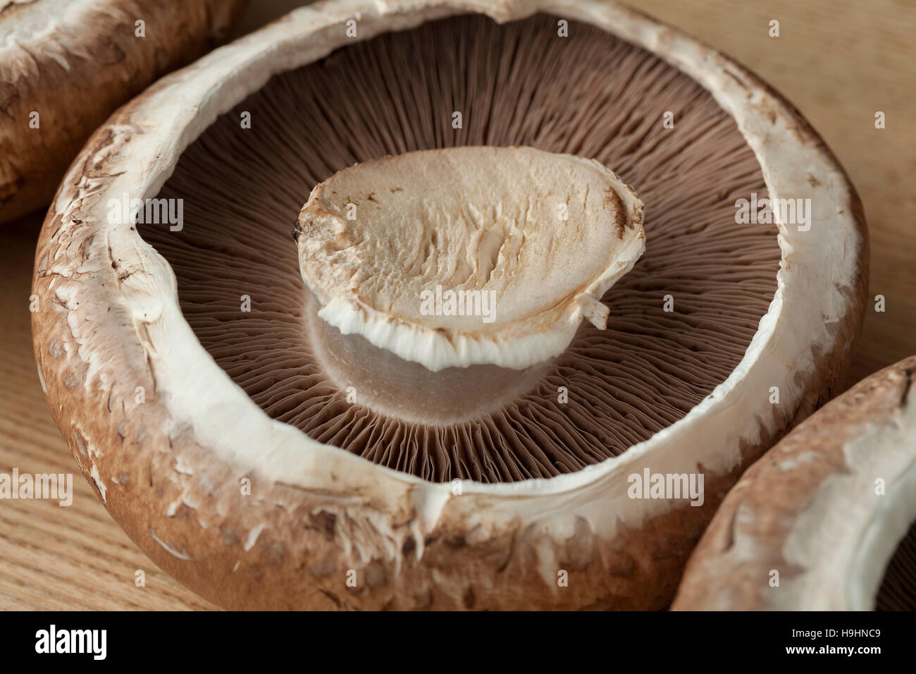 Frische rohe organische Portobello-Pilze Stockfoto