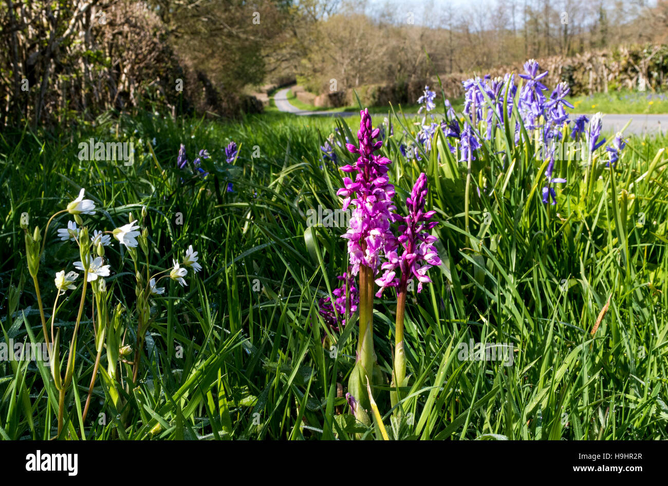 Bunten, wilden Frühlingsblumen auf grasbewachsenen kurz davor ein North Devon Lane, Orchideen, Glockenblumen und Stitchwort wachsen. Stockfoto