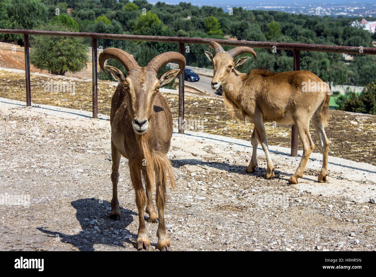 Italien, Apulien, Fasano, Zoo Safari Fasanolandia, Ziege Stockfoto
